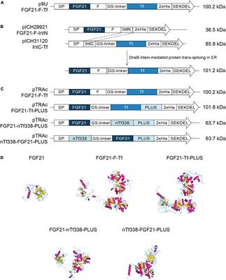 Frontiers Seed And Leaf Based Expression Of Fgf Transferrin Fusion